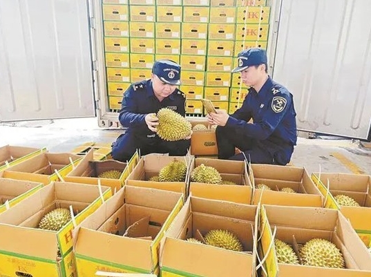 Xiamen durian shipping route ensures fastest delivery to Chinese market